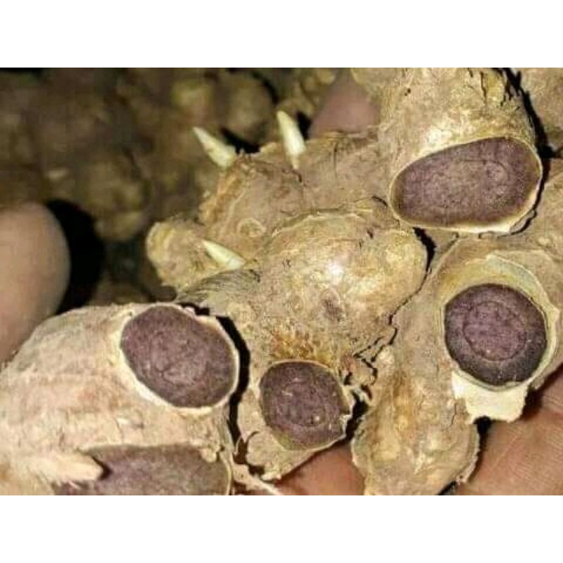 bibit kunyit hitam asli