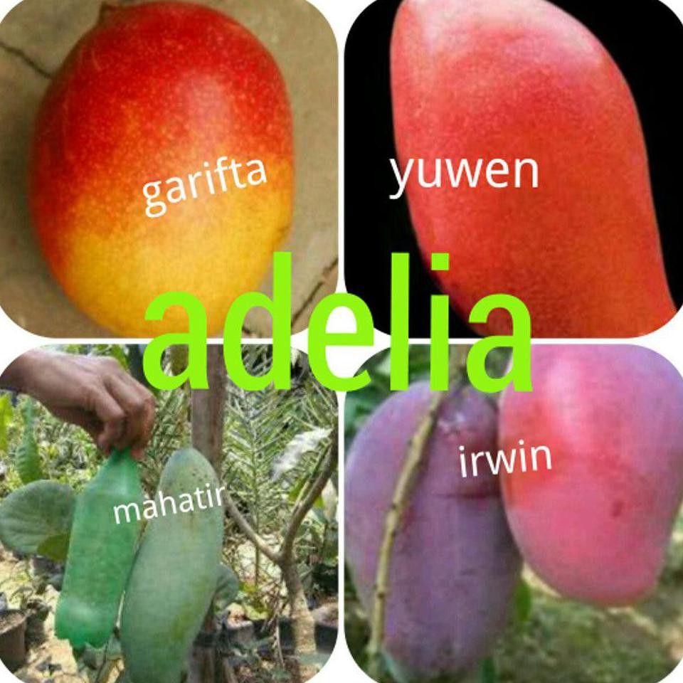 bkk Asli Paket 4 Bibit Mangga Garifta Yuwen Mahatir Irwin *_* *_@