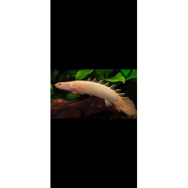 palmas albino-sudah indukan size15cm