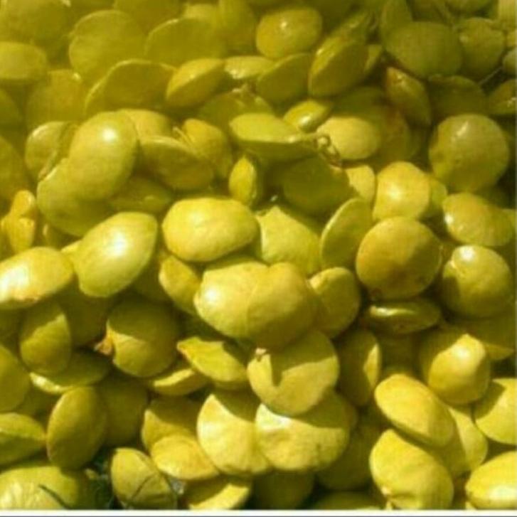

<T-ISE <✔ jengkol muda lalap 1kg <super keren