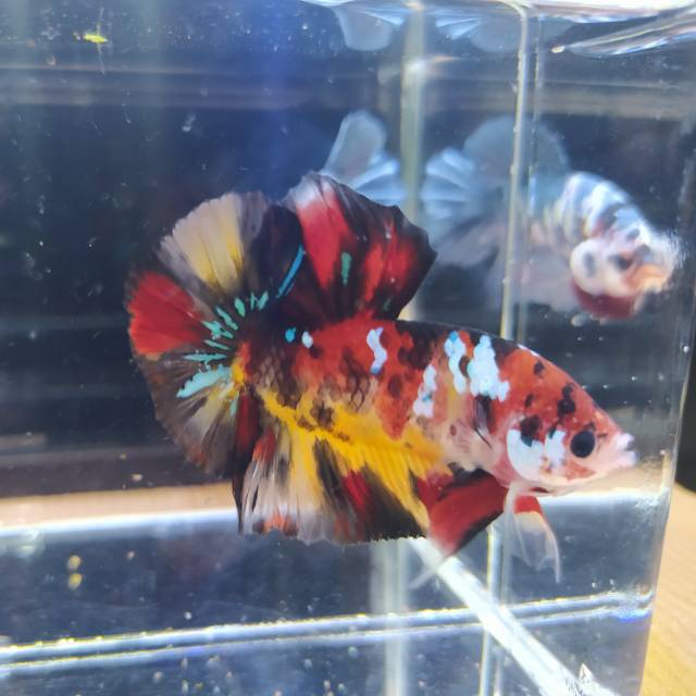 Ikan Cupang Nemo