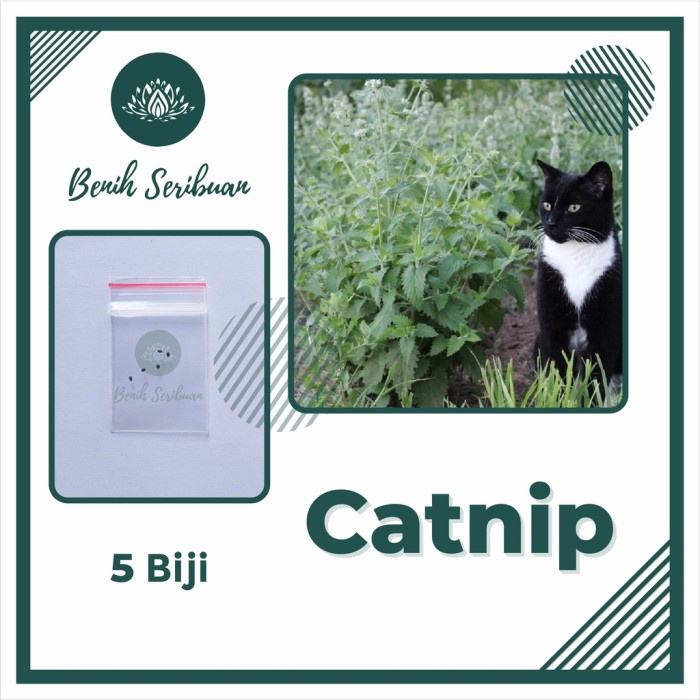 5 Bibit Catnip Super Benih Tanaman Makanan Kucing Herbal Premium Seed - CATNIP KUCING