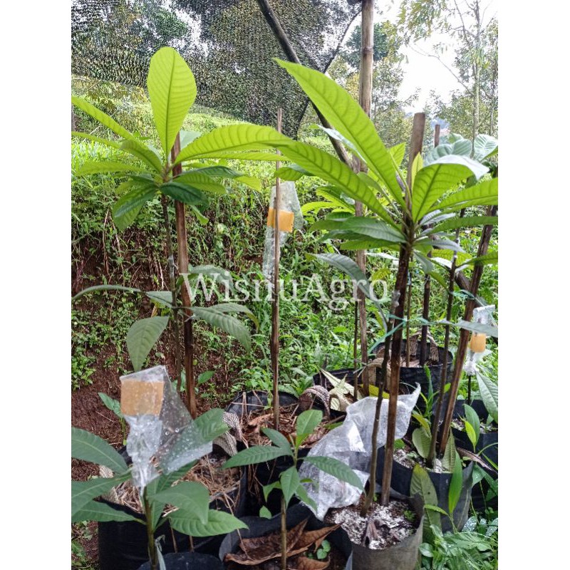 Pohon Mamey Sapote Hasil Sambung Pucuk/Okulasi - packing kayu