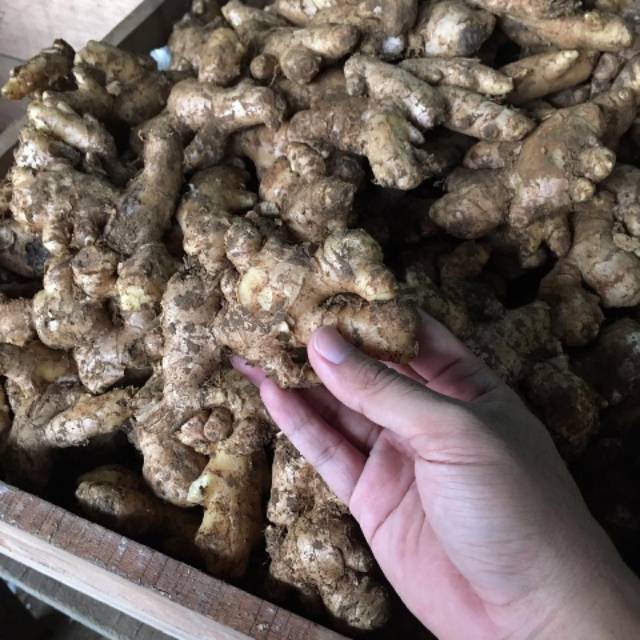 

Jahe lokal / jahe gajah 1kg