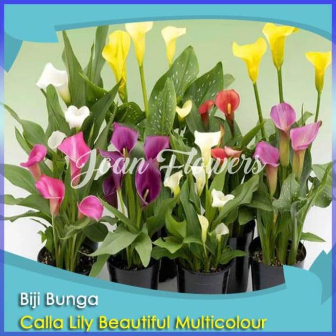Crv Bibit Tanaman Bunga Calla Lily Beautiful Benih Bibit Tanaman Hias