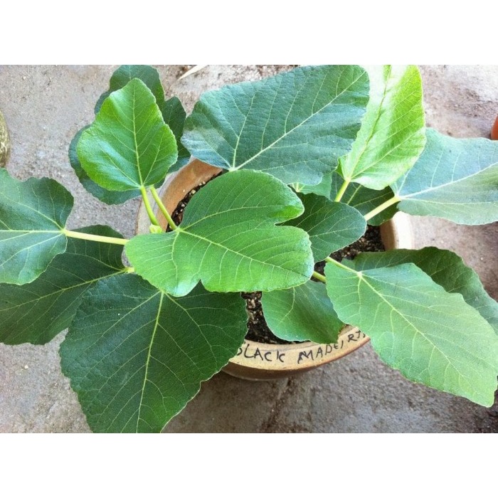 HOT PRODUCT  TANAMAN BIBIT BUAH TIN BLACK MADEIRA BERGARANSI
