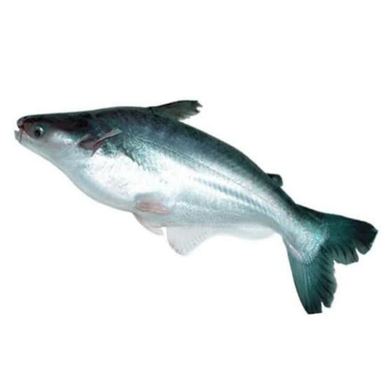 

Ikan Patin Segar