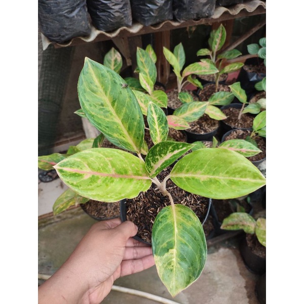 aglonema golden siam