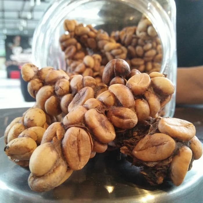 

kopi vase luwak liyar 1kg