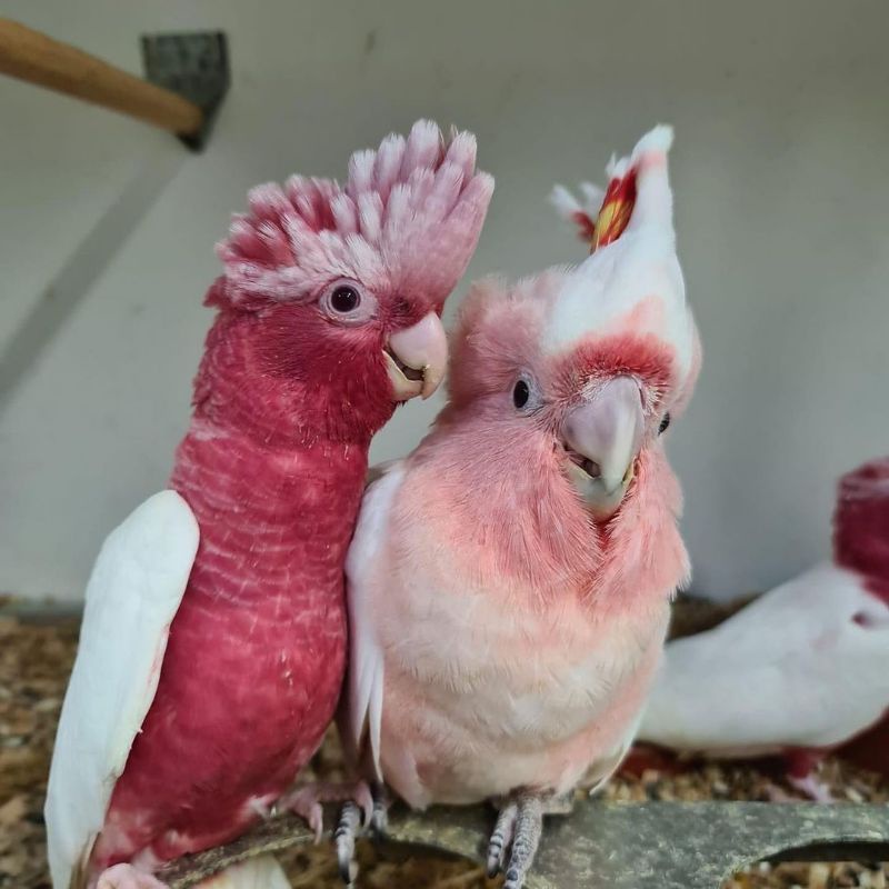 

telur burung kakatua dada mawar untuk di tetaskan