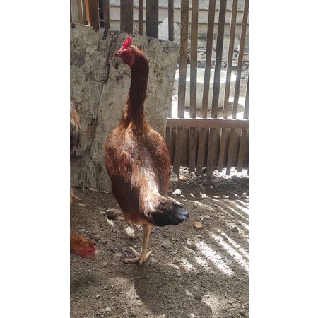 

Telur fertil ayam pama ninja terlaris