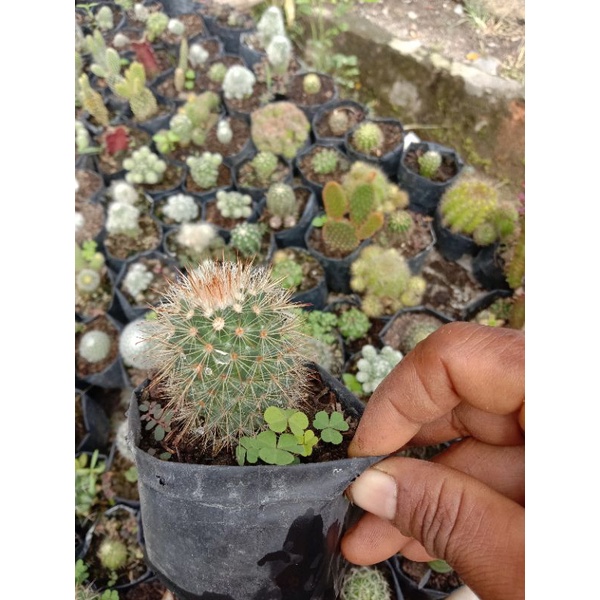 kaktus import/ kaktus murah/kaktus pasaman/kaktus ownroot