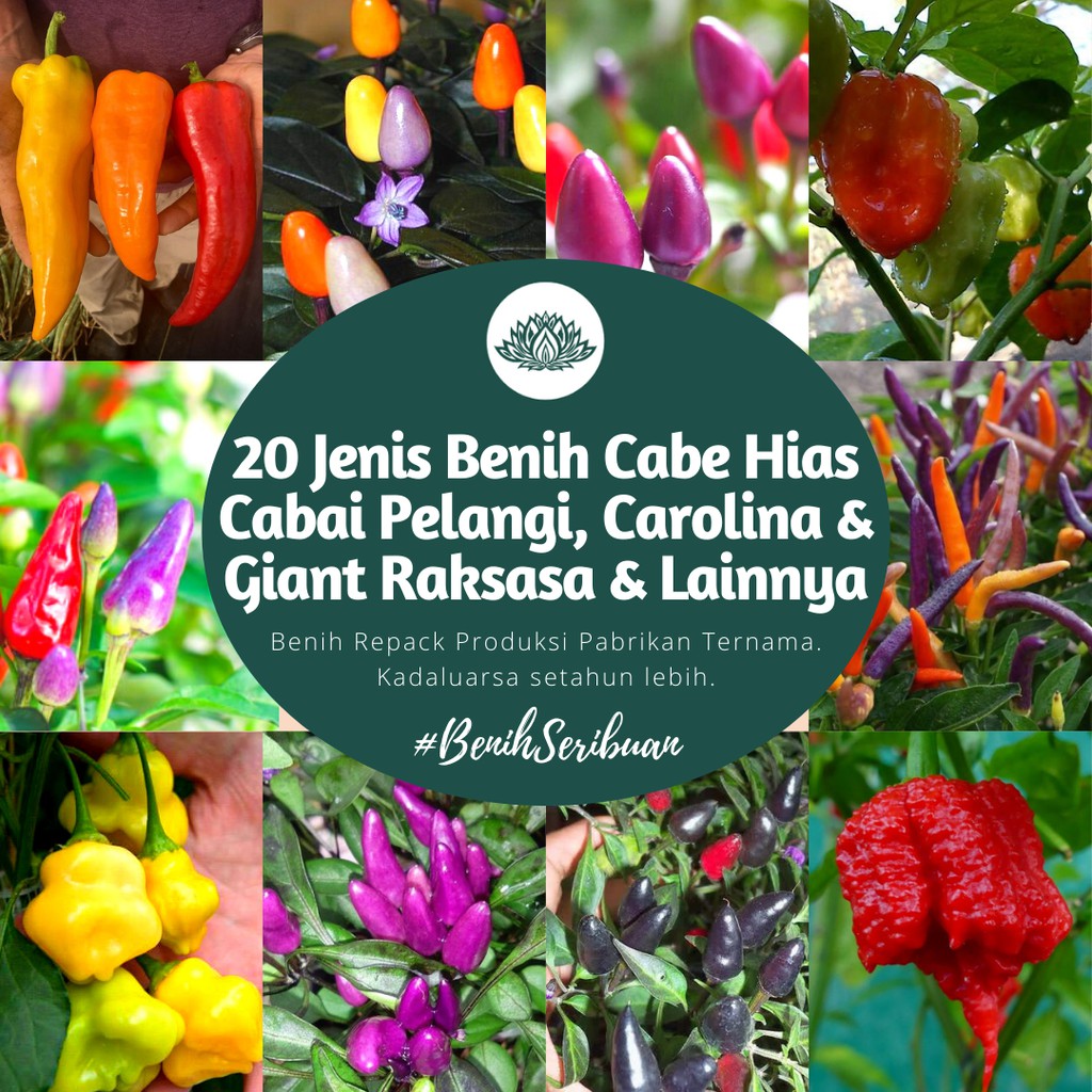 BS-BYL Bibit Cabe Hias Pelangi Benih Tanaman Sayuran Cabai Carolina Reaper Merah Bolivian Rainbow Katokkon Numex Giant Raksasa Sweet Italian Ungu Hitam-1