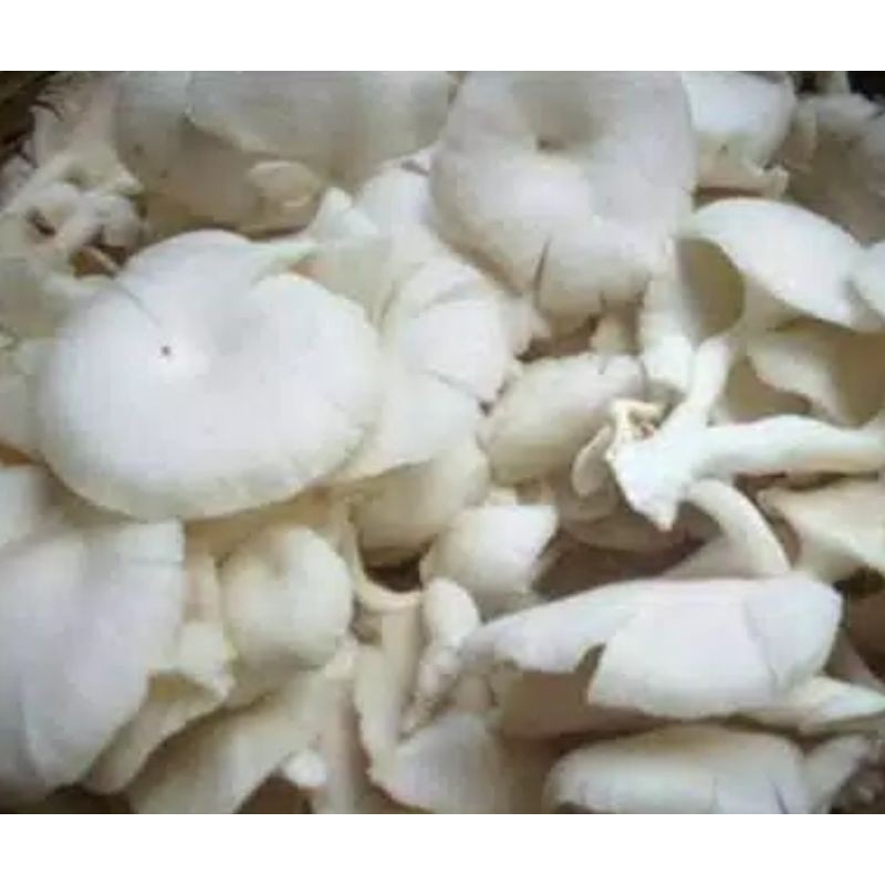 

Jamur Tiram 250 gram