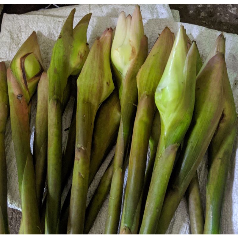

READY kecombrang fres / bunga rias di petik dari kebun sendiri