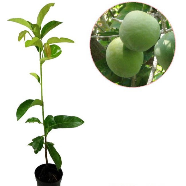 Bibit Tanaman Buah White Sapote