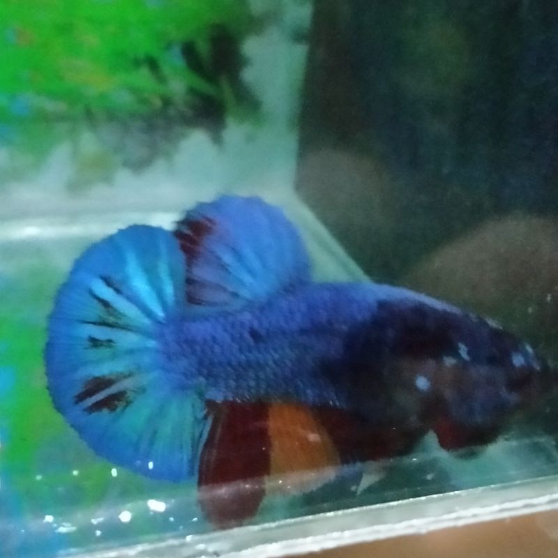 

Ikan Cupang Plakat Blue Nemo