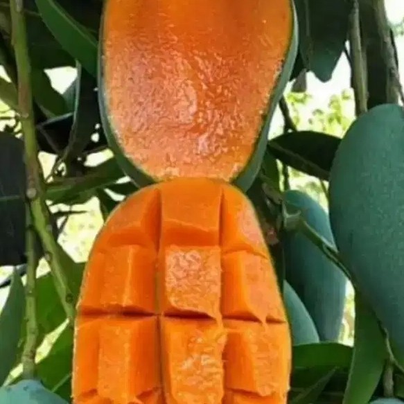 Bibit tanaman buah mangga gadung