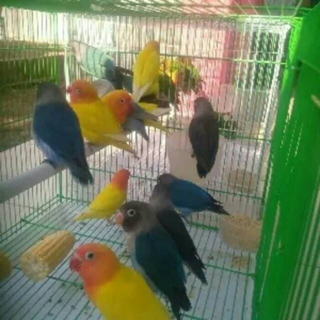 Love Bird Ino Mm Balibu Shopee Indonesia