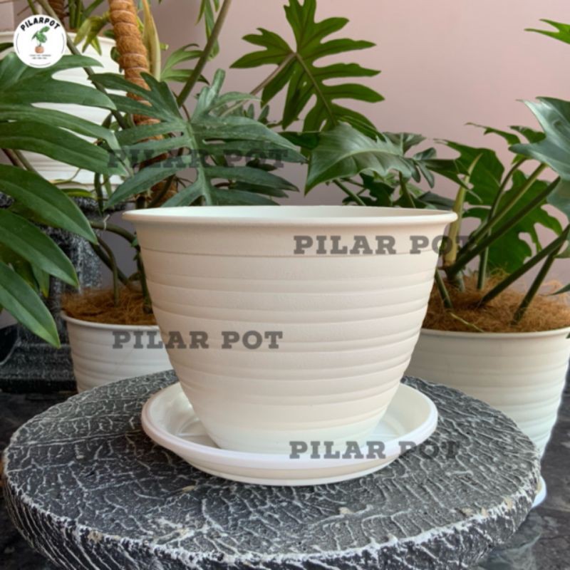 Pot bunga tanaman tawon putih 18cm +tatakan bawah