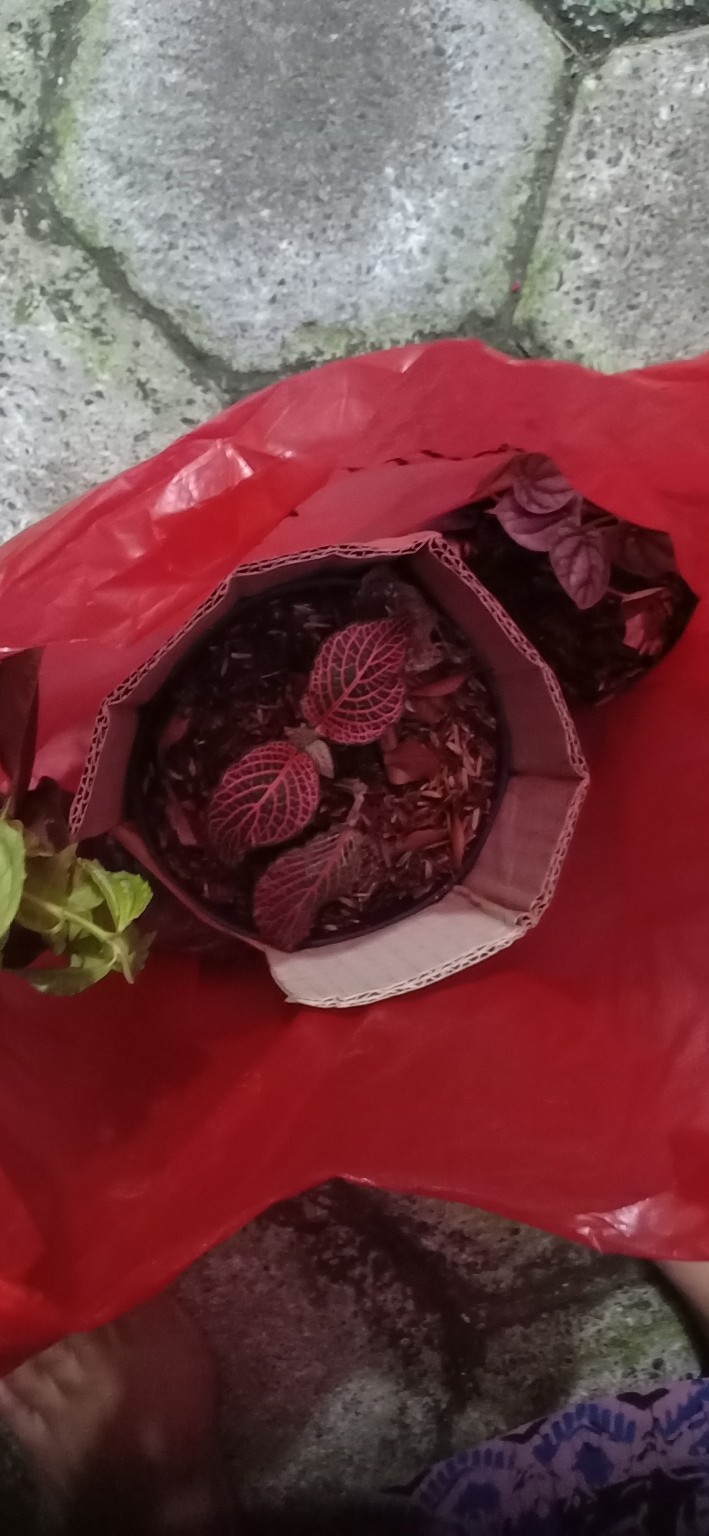 Tanaman Hias Pilea Mutiara - Piela Cardierei