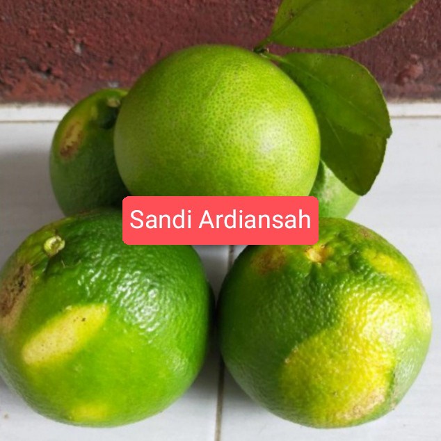 

New Jeruk Garut mini 1 kg