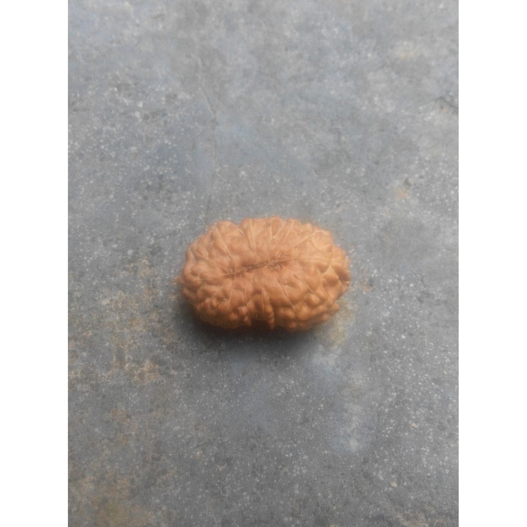 Rudraksha Mukhi 14 D21.75x14.55 (Jenitri Genitri Gareng14.6)