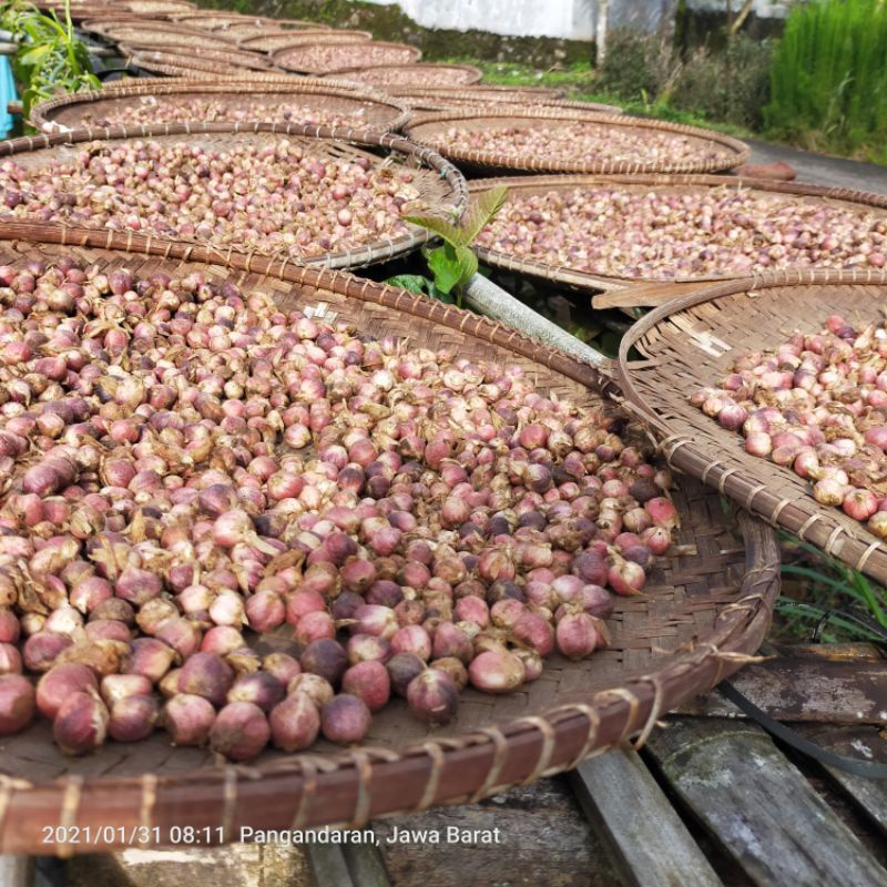 

kapol basah fresh 1 kg
