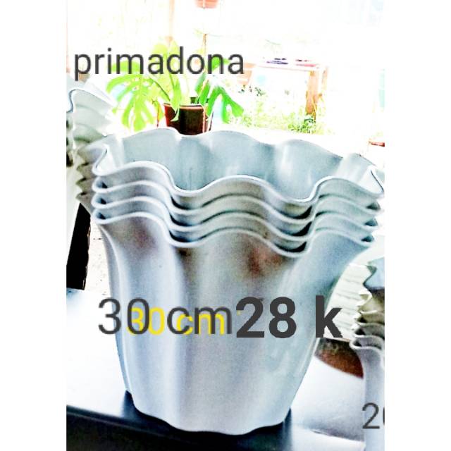 

Primadona 30 cm