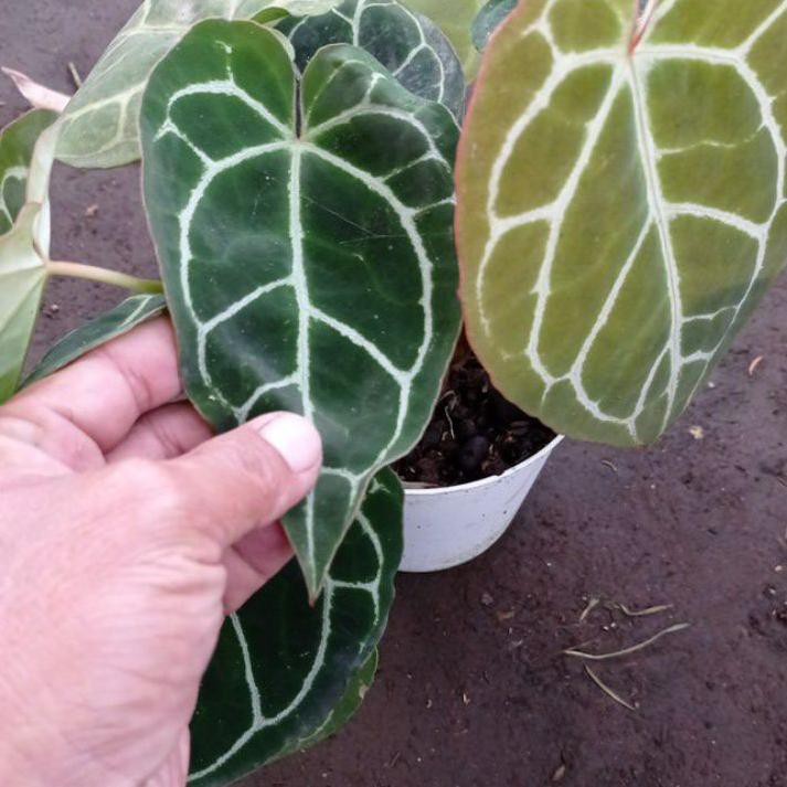 SHOPEE MALL kuping gajah mini