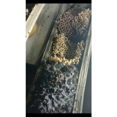 

Madu Klanceng Murni dan Asli