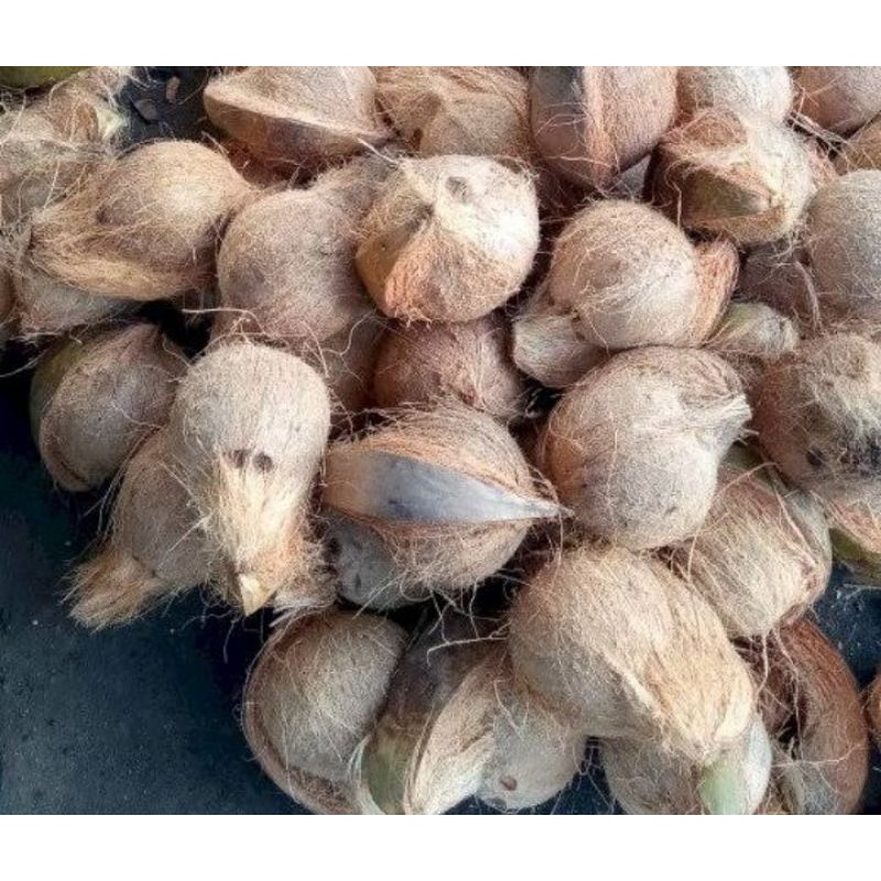 

kelapa tua