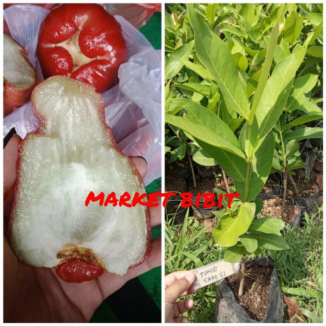 

bibit jambu air thong samsi