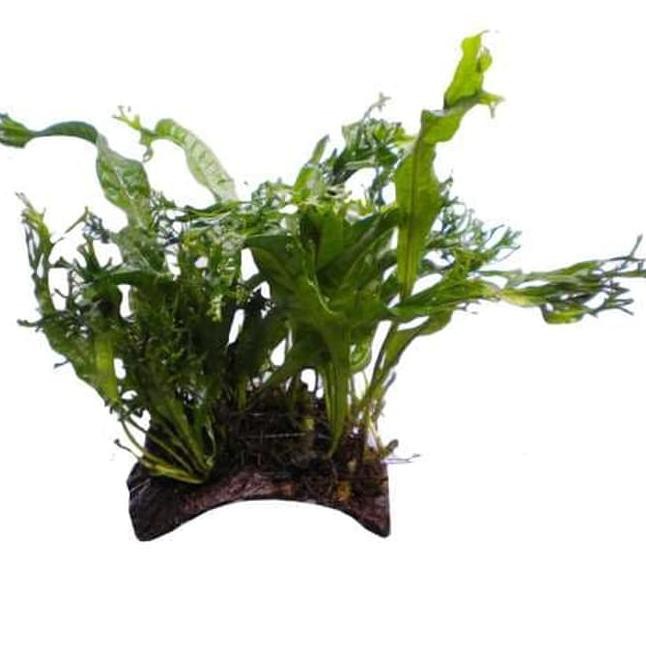 New Promo-256  Tanaman Aquascape " Windelov Java Fern ba java fern " Ikat Pakis