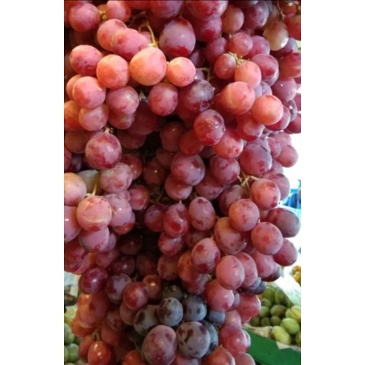 

Anggur merah 1kg