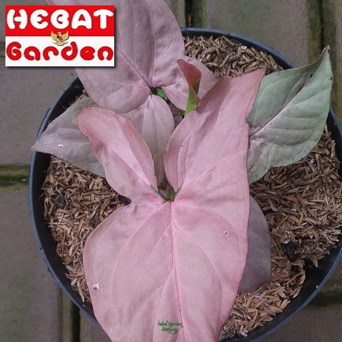 Syngonium pink robusta - Syngonium podophyllum beauty pink