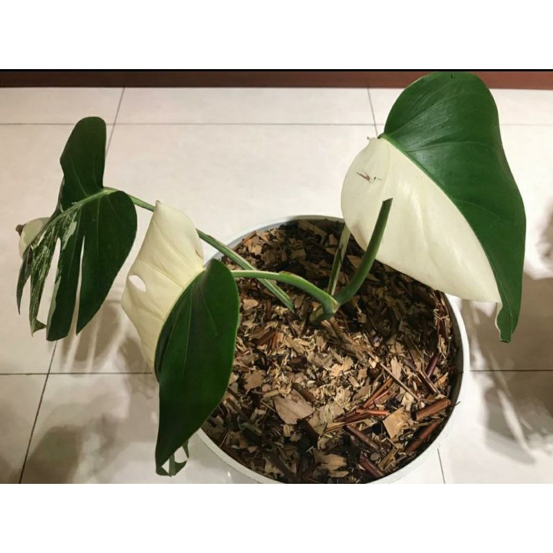 monstera variegata albo CAKEP