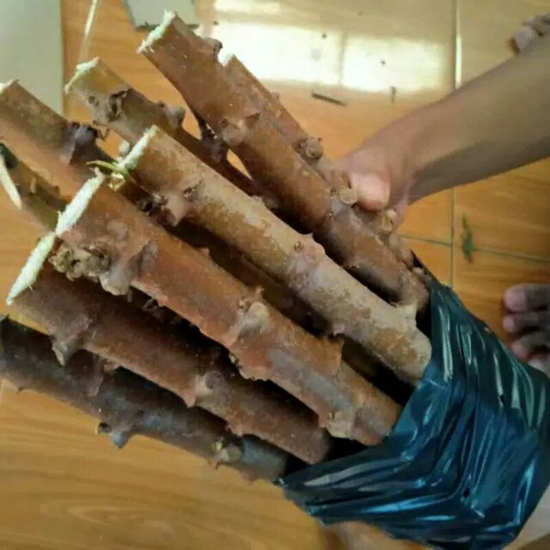 Bibit pohon singkong keju paketan 15 batang /stek batang singkong keju