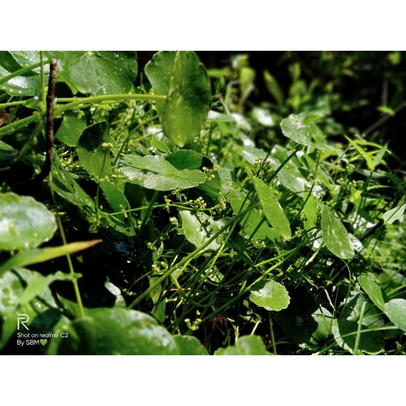 

Daun pegagan(centella asiaticia) 30k/kg