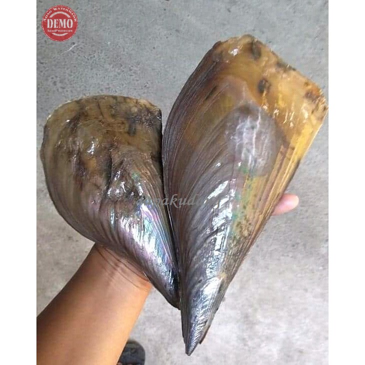 Kerang Kapak Seafood Kerang Segar