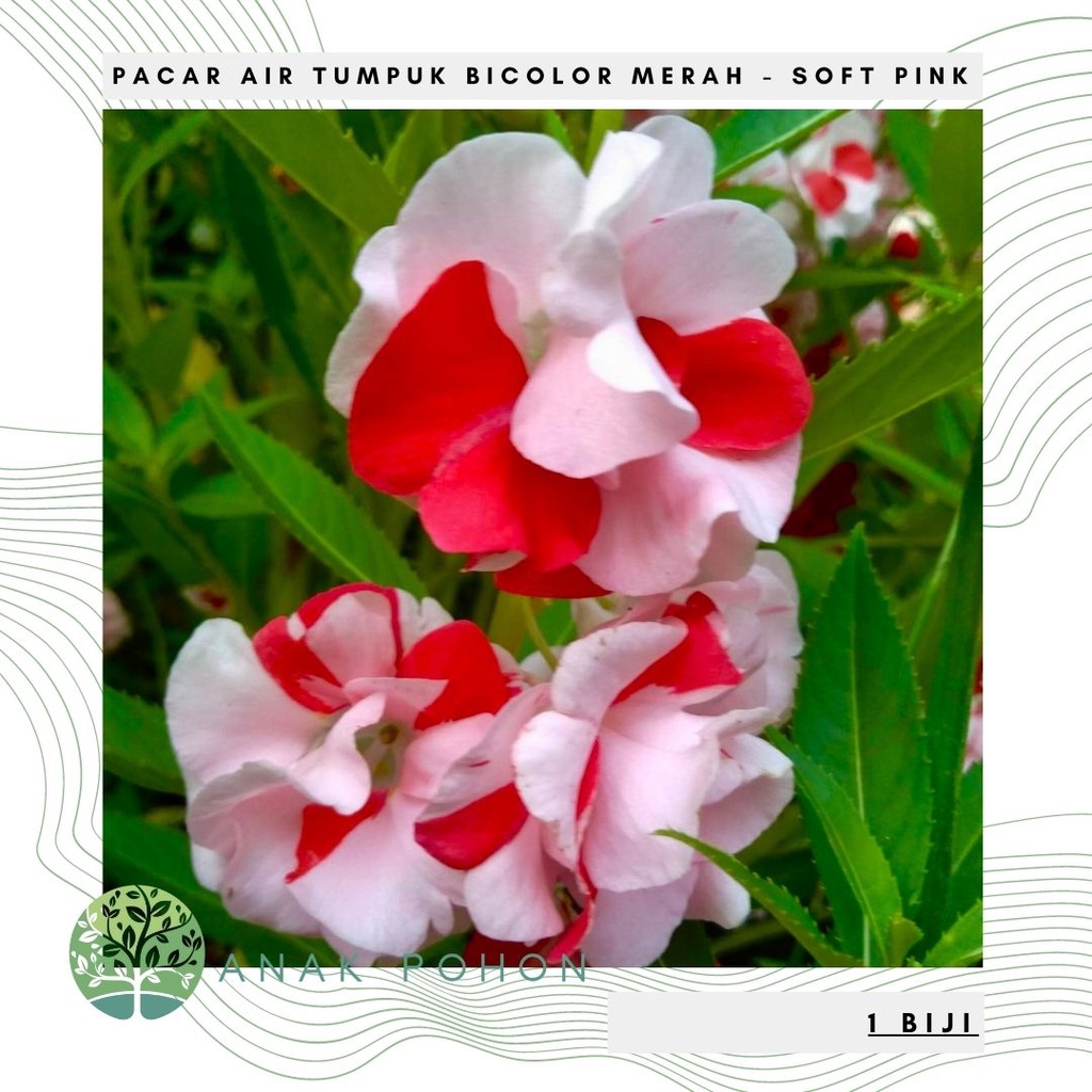 Benih Bibit Biji - Bunga Pacar Air Tumpuk Bicolor MERAH - SOFT PINK (2 Warna) Rose Balsam Impatiens Balsamina Flower Seeds