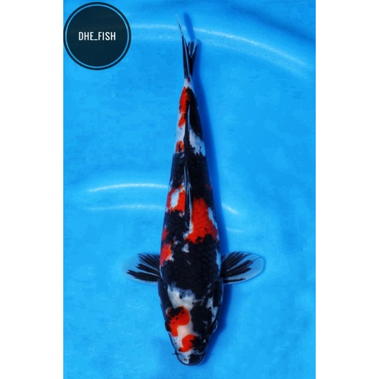 koi showa shansoku ukuran 15 cm, ikan koi showa, koi showa, ikan koi, ikan hias, koi hias, jenis ika