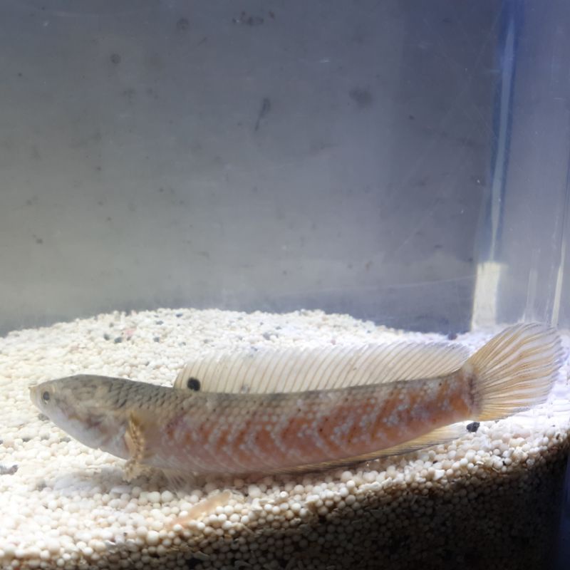 ikan channa pulchra red strip