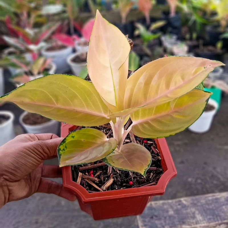 Aglonema Pancawati Tanaman Hias Aglonema Sultan Brunei Tanaman Aglonema Koleksi Aglo Koleksi murah A