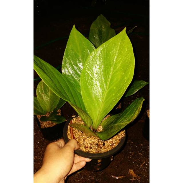 Antorium jemani kobra