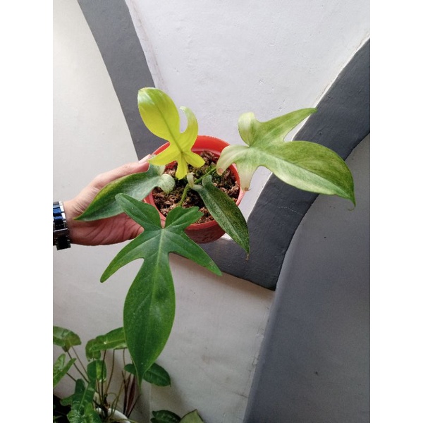 philodendron Florida Ghost