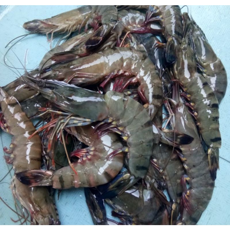 

Udang Pancet Size 40-45 Fresh 1kg