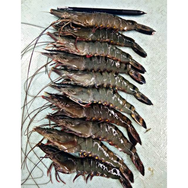 

UDANG PANCET SEGAR SIZE 35 1KG