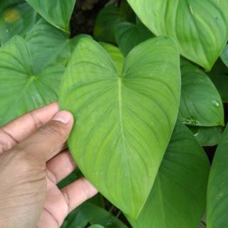 20 Seeds Benih Alocasia Alba Shopee Indonesia