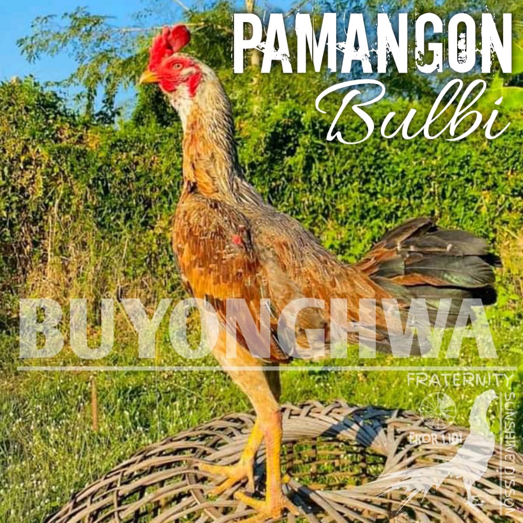 ayam bangkok pamangon bulbi mangon ori telur fertil